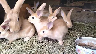 кролики породи Бургундія на Хмельниччині