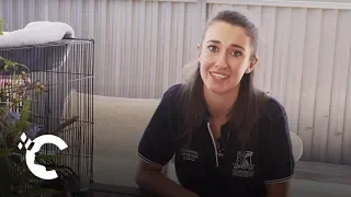 A Day in the Life: Melbourne Veterinary Student