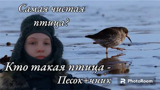 Дневник натуралиста. Птица - чистик