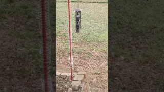 Squirrel vs Birdfeeder Slinky
