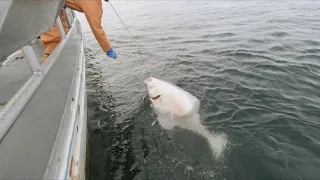 Halibut Fishing in Kodiak, Alaska - Part 2