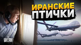 Иранские дроны-камикадзе против Украины: чем они опасны