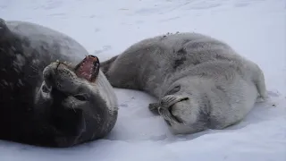 An Extraordinary Weddell Seal Mom Through The Years