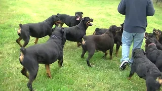 AMAZING ROTTWEILER KENNEL HARDRADA IN NZ 1