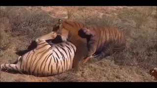 трагедия тигриной семьи