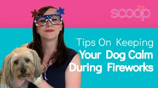 Tips On Keeping Your Dog Calm During Fireworks  | The Scoop