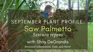 Plant Profile: Saw Palmetto with Shay