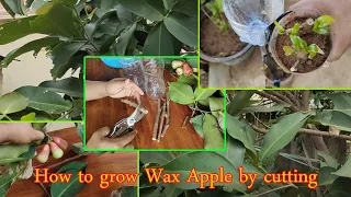 How to grow Wax Apple by cutting