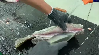 九刀流 石斑魚排加工處理