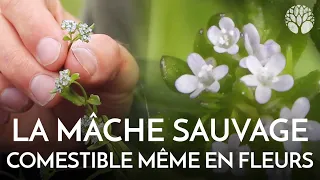 La mâche sauvage, une douceur printanière !