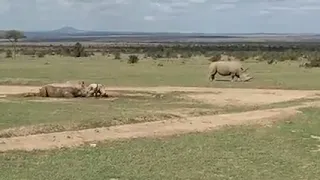 Rhino wallowing