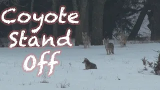 5 Coyotes in the field | Coyote Stand Off