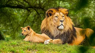 The Secrets of Big Cats and Domestic Cats | Our World