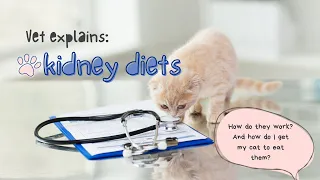 Vet Explains Kidney Diets for Cats, Plus 6 Tips On Getting Your Cat to Eat Them!