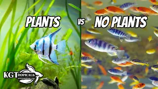 Are Aquariums With Plants BETTER Or Worse For You? Tank Talk Live!!