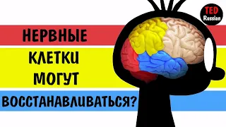 [TED Ed] Нервные клетки могут восстанавливаться?