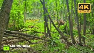 🌿Enjoy the soothing sounds of birds and crickets, and let the serene forest ambiance rejuvenate you🌿