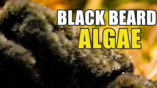 What Causes Black Beard/ Brush Algae and How to Fix it
