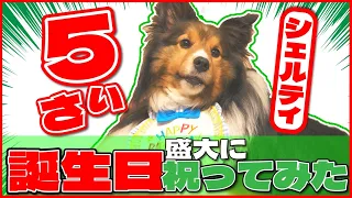 【愛犬に最高のサプライズ誕生日】最高にして最愛のアルの５才をみんなでお祝いしました