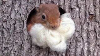 Eichhörnchen Luna zieht um / Red squirrel Luna moves to a new drey [HD]