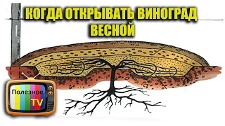 Когда открывать виноград весной и как защитить виноград от заморозков