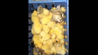 Кот с Цыплятами!