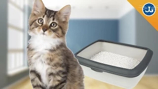 Litter Box Basics