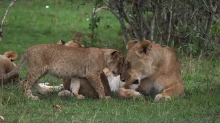 Lion Mother and Dad  Keeps Cubs Safe From Predator-playing in the safety of Mom-Born In Africa