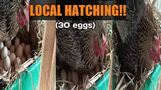 HOW TO HATCH MANY EGGS, Local way by a Hen