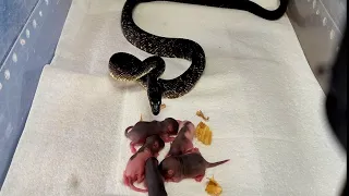 Warning | Rat Snake Eats 6 Rats | Live Feeding 😱