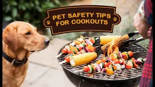 Pet Safety Tips for Cookouts | DiscountPetCare