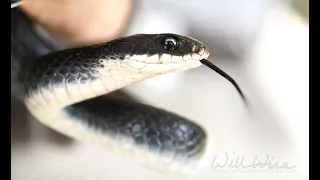 North American Black Racer Snake encounter, Georgia