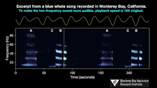 Blue Whale Song Recorded in Monterey Bay, California