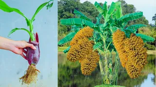 A new method of banana flowers and toothpaste to help trees grow faster and more fruit