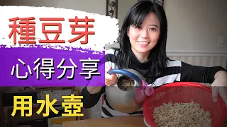 如何發綠豆芽【詳細介紹用水壺孵豆芽菜的方法】綠豆芽怎麼發/ 種豆芽/ 發綠豆芽/ 綠豆芽菜的種植方法/ 室內無土/ 種植不用遮光/ 不用剪根/ 孵豆芽容器 Grow Mung Bean Sprouts