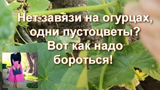 Что делать чтобы не было пустоцвета на огурцах. Огурцы попрут ведрами! Будет много завязи!