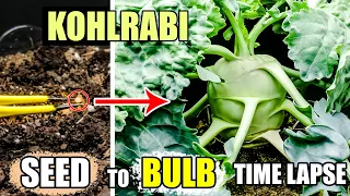 Growing Kohlrabi Time Lapse - Seed to Harvesting Bulb in 66 Days