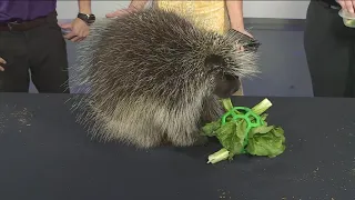 SA Zoo shows off Elmer the porcupine who are native to Texas