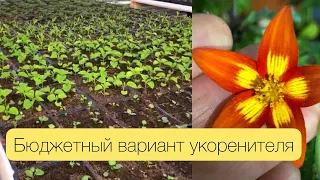 Используем бюджетный вариант укоренителя для черенков вегетативных растений!