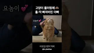 아빠가 고양이 플러팅에 홀딱빠진 이유ㅋㅋ힐링 그 잡채❤️