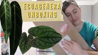 Imported Plants Unboxing - Ecuagenera Unboxing 2021- Philodendrons and  (MY HOLY GRAIL) Anthuriums