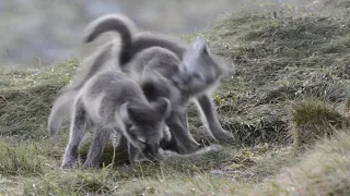 Arctic fox pups play fighting, playing with a reindeer leg, Norway, July