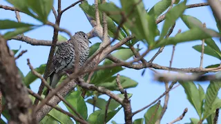 Fogo-apagou - Scaled Dove - Columbina squammata - cantando - singing