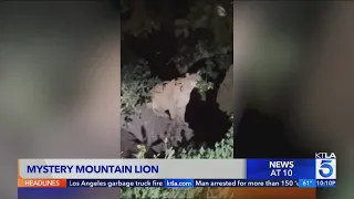 P-22 deja vu? Cougar spotted in Griffith Park