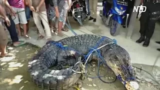 Крокодила-людоеда длиной пять метров поймали в Индонезии