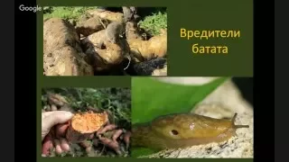 Выращивание органического батата в Украине  Игорь Водолога 1