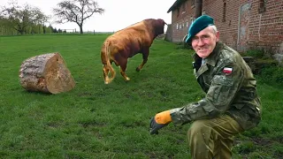 There was almost an ATTACK by the bull on Romek. New toy: 600 kg trunk. A show of strength?