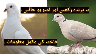 All information about doves//dove bird rates//birdsLovers indehat