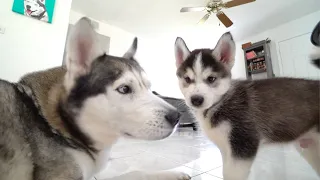 This is How Puppy and Dad's First Year Together Went!