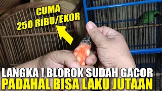 DAPET BURUNG BLOROK SUDAH GACOR DIHARGAIN CUMA 250 RIBU/EKOR PADAHAL BISA LAKU JUTAAN